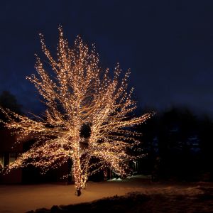 50M schwarz verbindbare Baumbeleuchtung, 10 LEDs p / meter, IP67 - Warmweiß