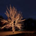 20M schwarz verbindbare Baumbeleuchtung, 10 LEDs p / meter, IP67 - Warmweiß