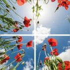 Fotodruck Mohn - Set aus 4 Acrylplatten mit Aufdruck, für 60x60 cm LED-Panels