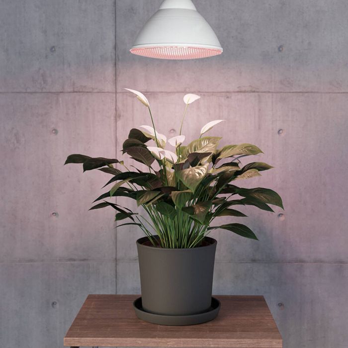 E27 PAR LED Pflanzlampe 16W, 3500K